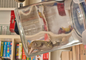 Warsztaty przyrodnicze "Smoki"