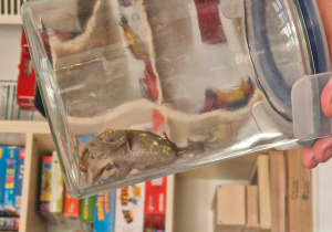 Warsztaty przyrodnicze "Smoki"